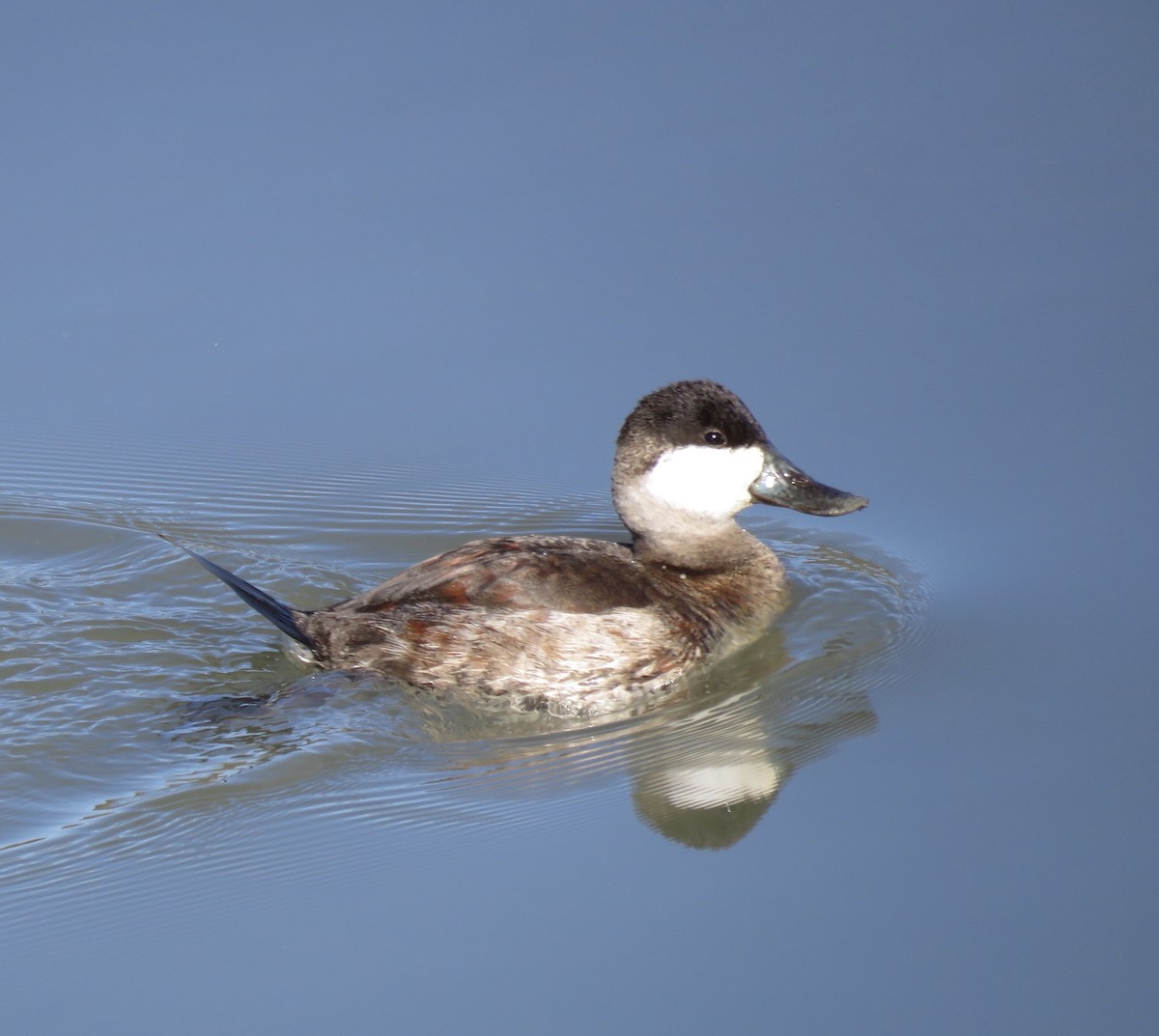 Ruddy Duck - ML289456681