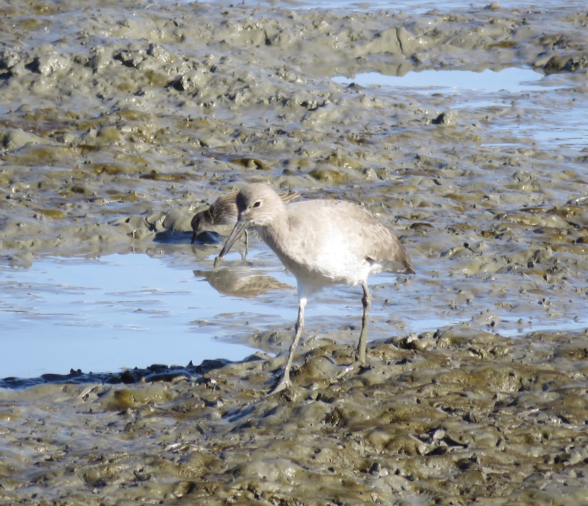 Willet - ML289456961