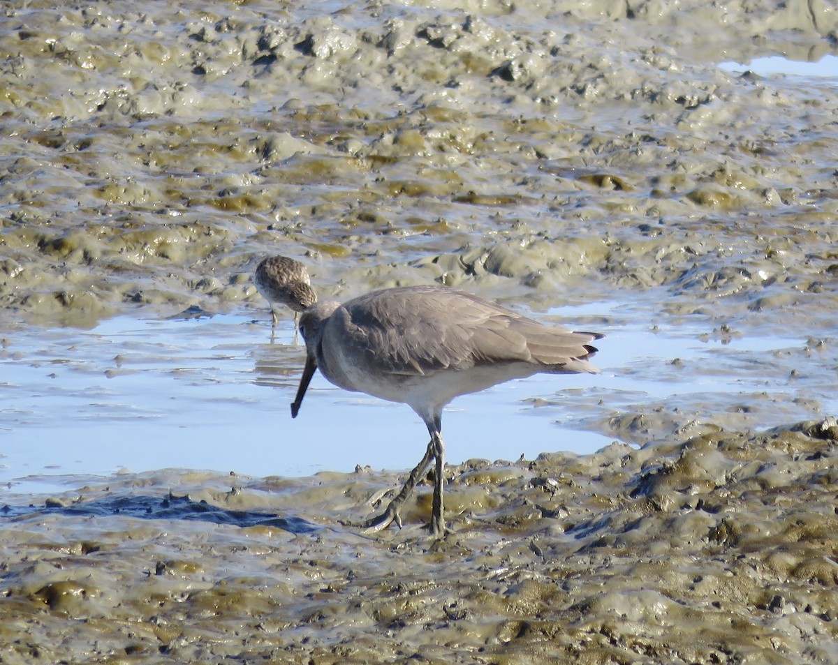 Willet - George Chrisman