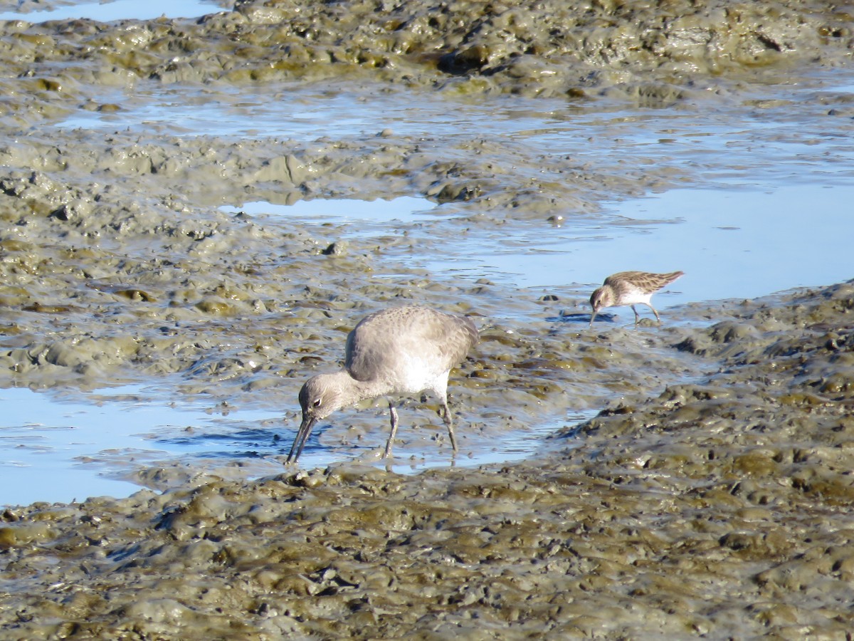 Willet - ML289456981