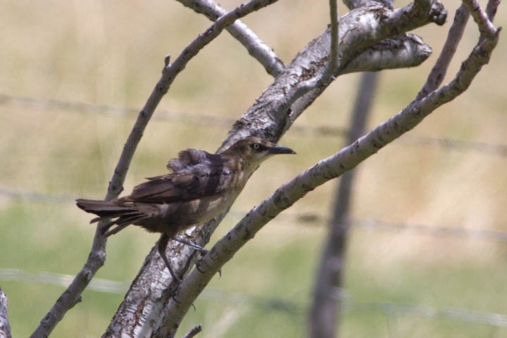 Great-tailed Grackle - ML28945701