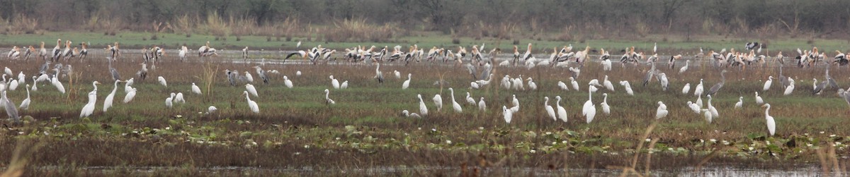 Gray Heron - TheNatureTrust (GroupAccount)