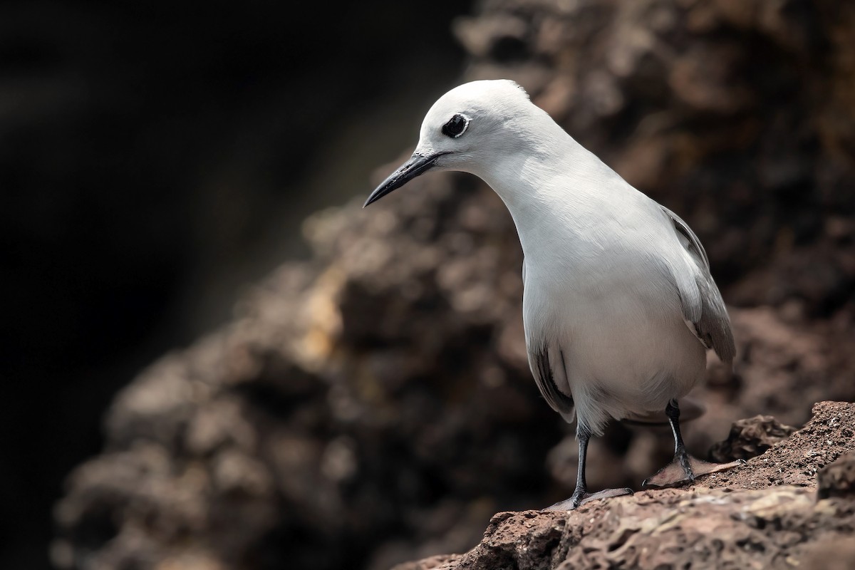 Gray Noddy - David Irving