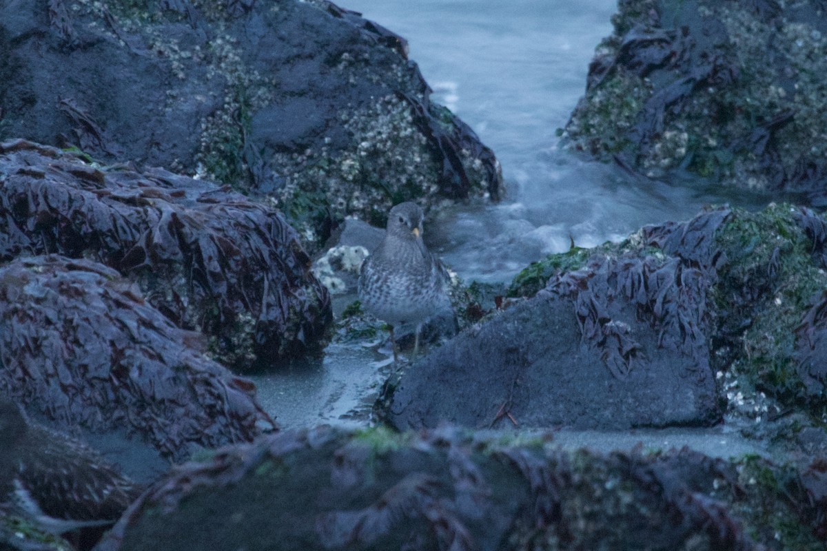 Rock Sandpiper - ML289458661