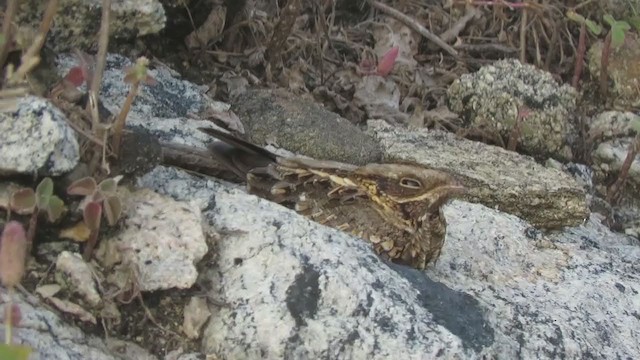 Indian Nightjar - ML289459471