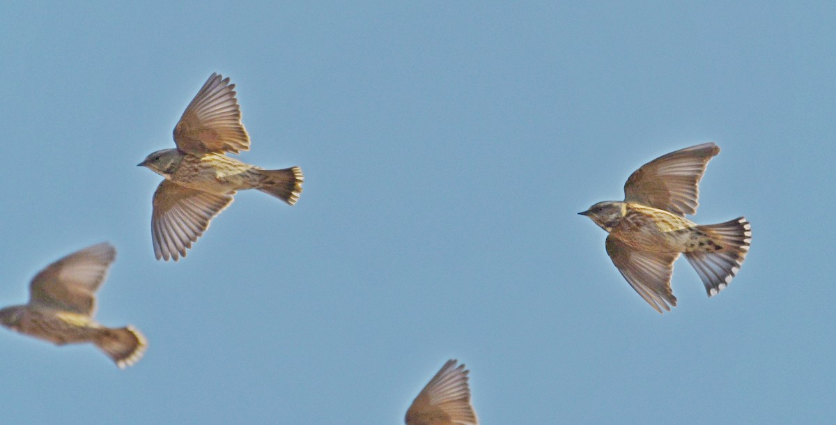 Altai Accentor - ML289460461