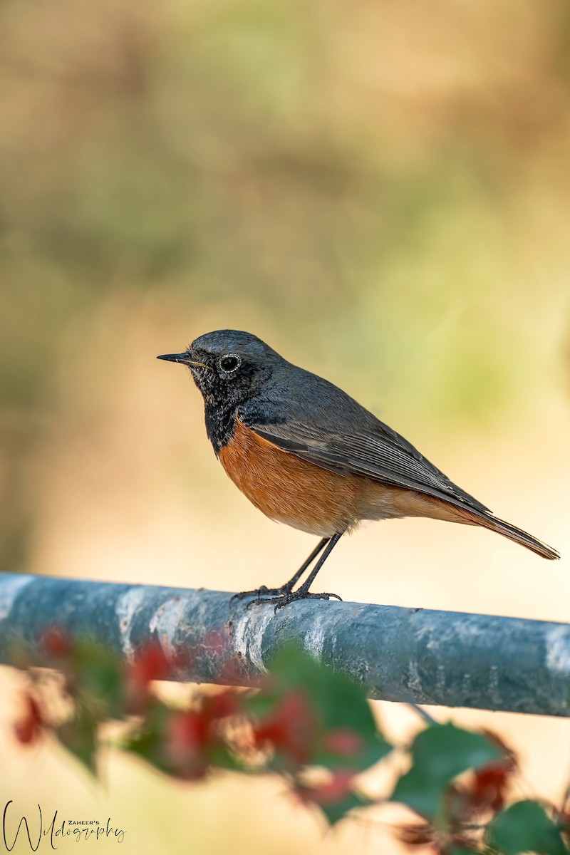 Black Redstart - ML289462641