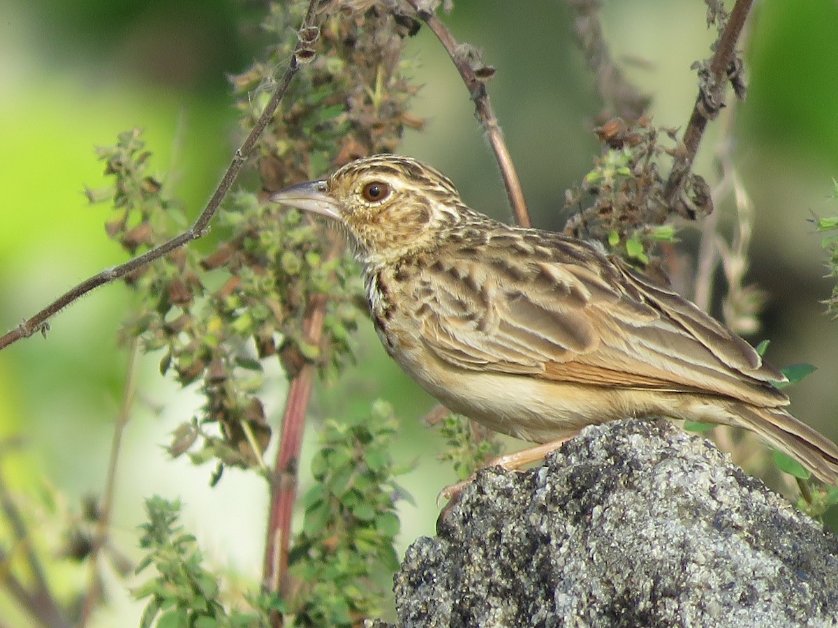 Jerdon's Bushlark - ML289462801