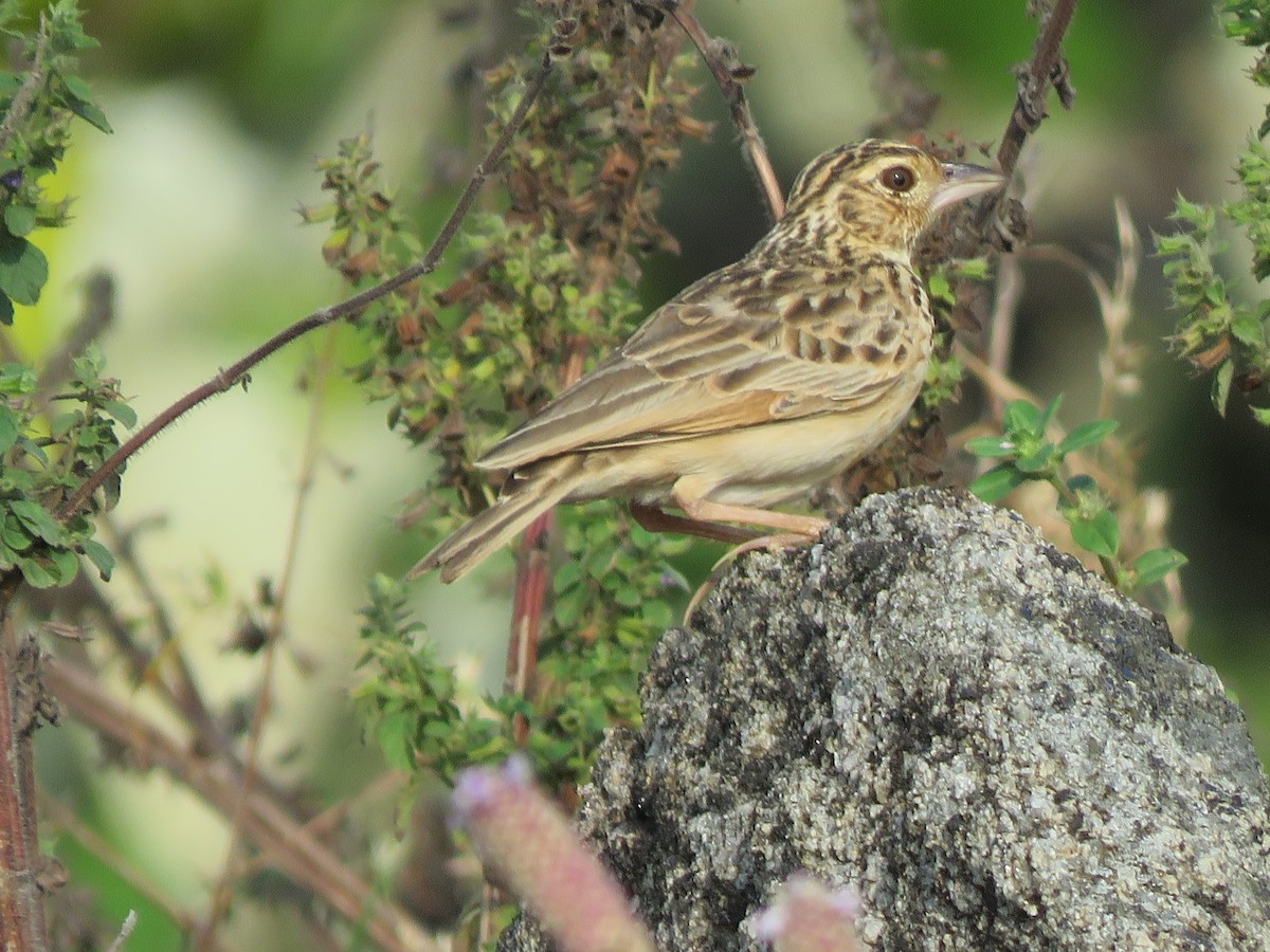 Jerdon's Bushlark - ML289462811