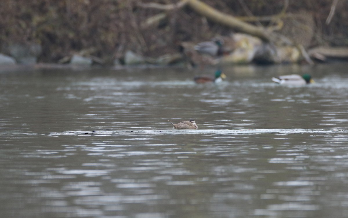 White-headed Duck - Christoph Moning