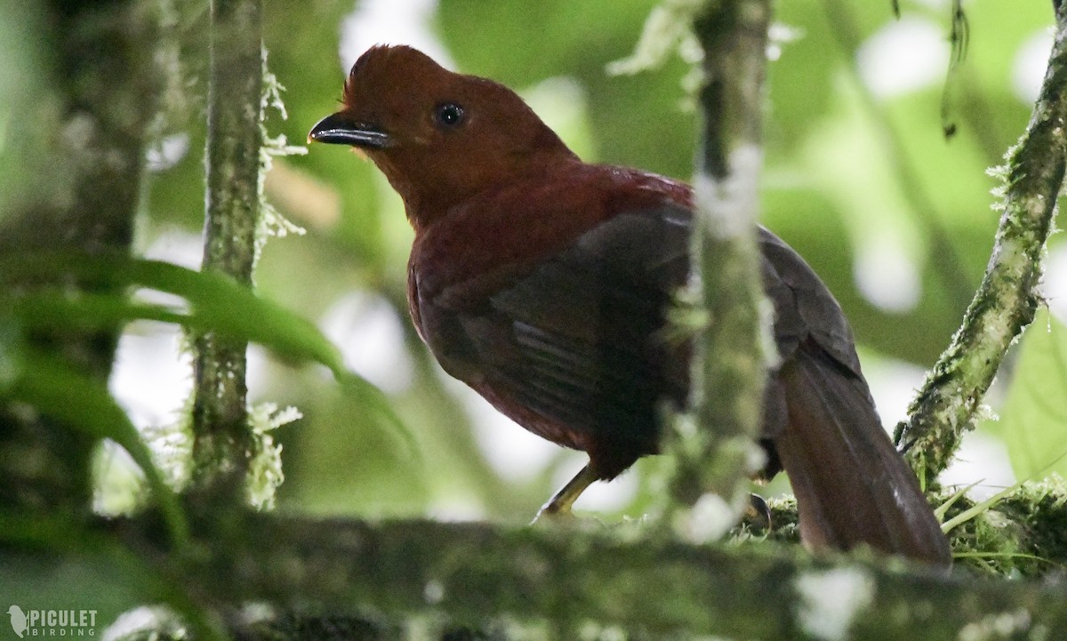Andean Cock-of-the-rock - ML289464871
