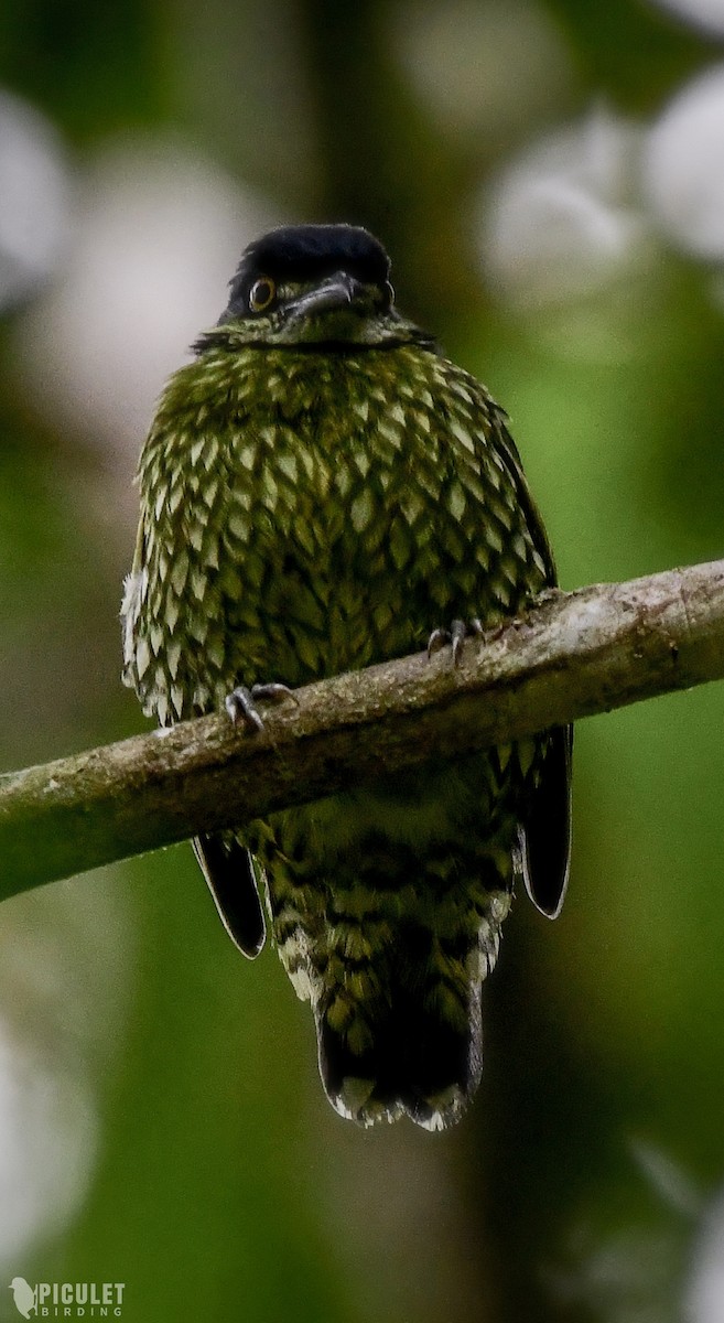 Scaled Fruiteater - ML289464951