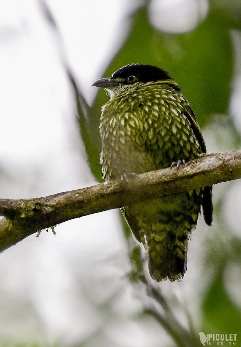 Scaled Fruiteater - ML289464961