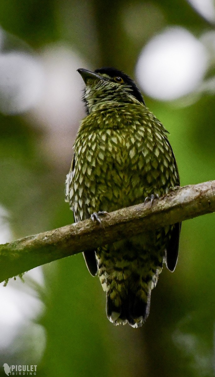 Scaled Fruiteater - ML289464971