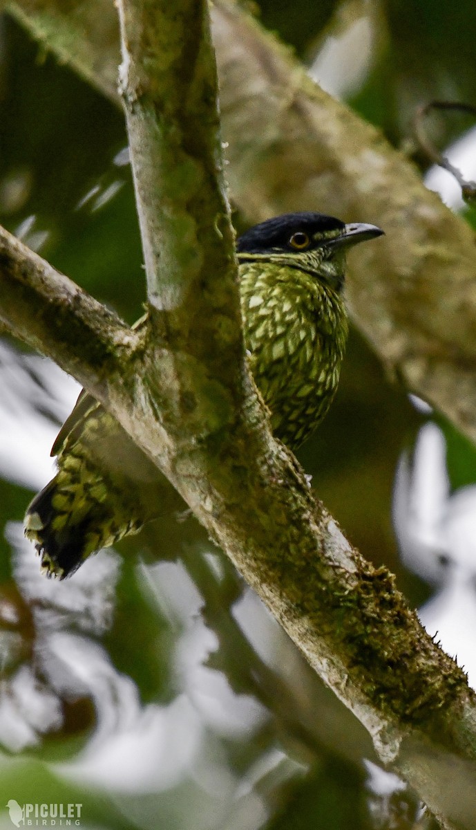 Scaled Fruiteater - ML289464991