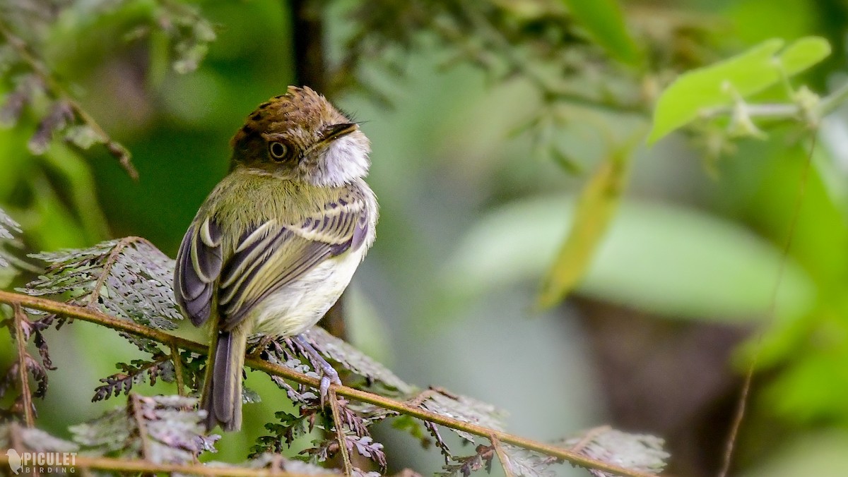 Scale-crested Pygmy-Tyrant - ML289465051