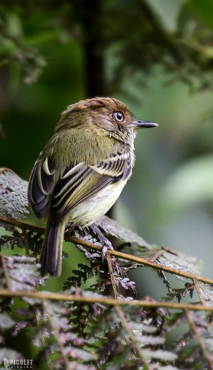 Scale-crested Pygmy-Tyrant - ML289465061