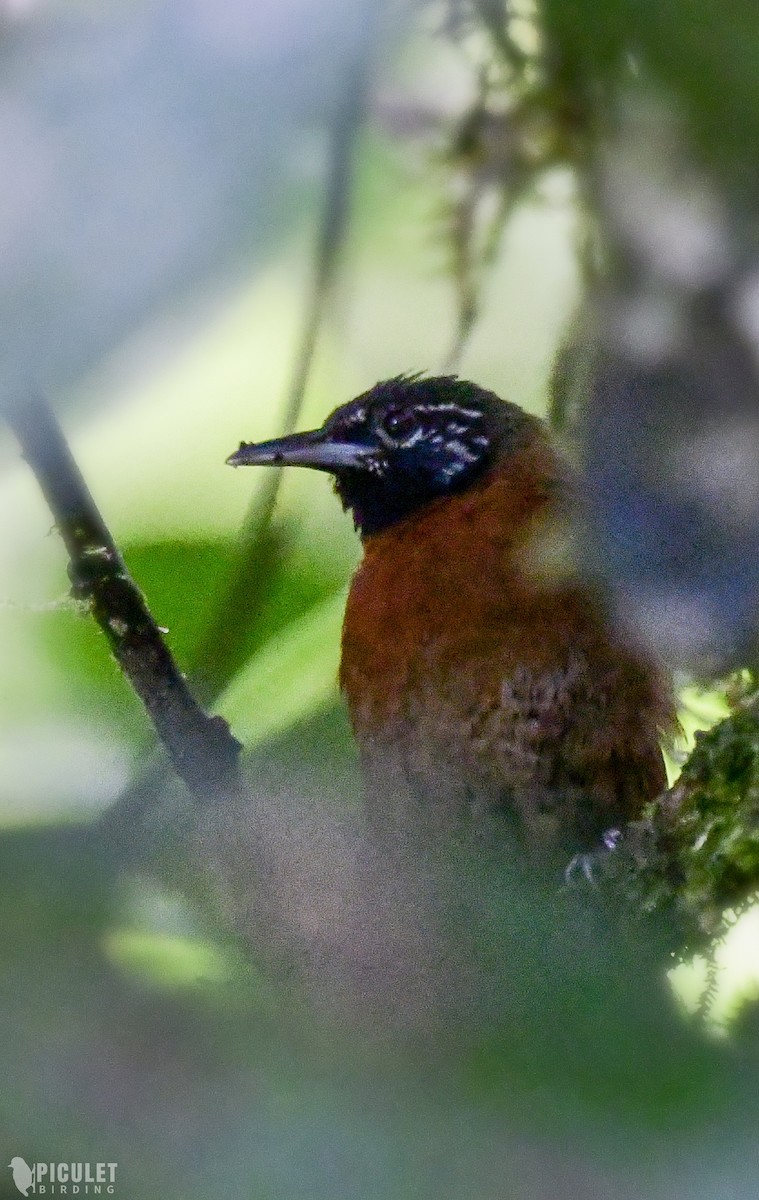 Sooty-headed Wren - ML289465201
