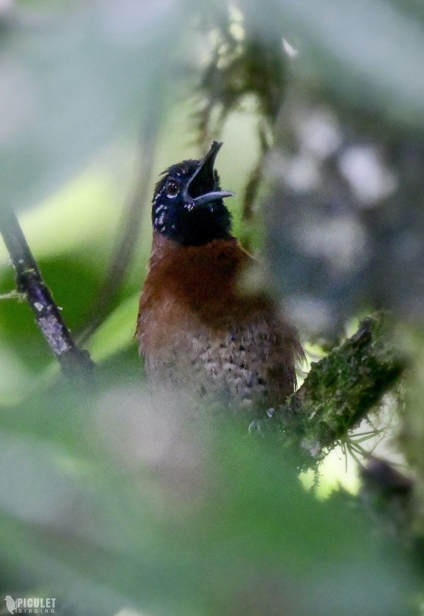 Sooty-headed Wren - ML289465211