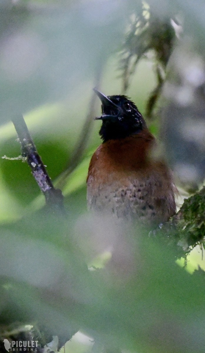 Sooty-headed Wren - ML289465221