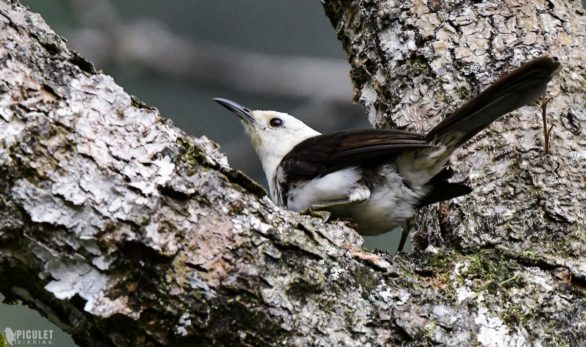 White-headed Wren - ML289465561