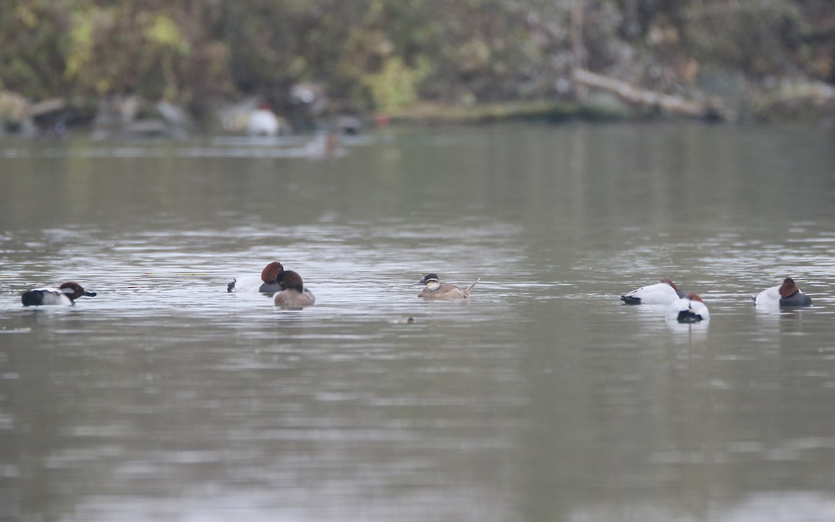 White-headed Duck - Christoph Moning