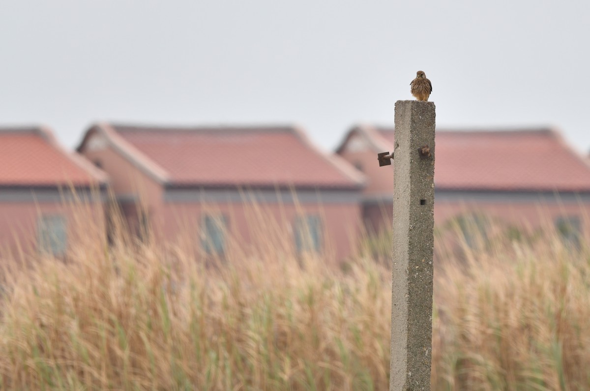 Eurasian Kestrel - ML289466021