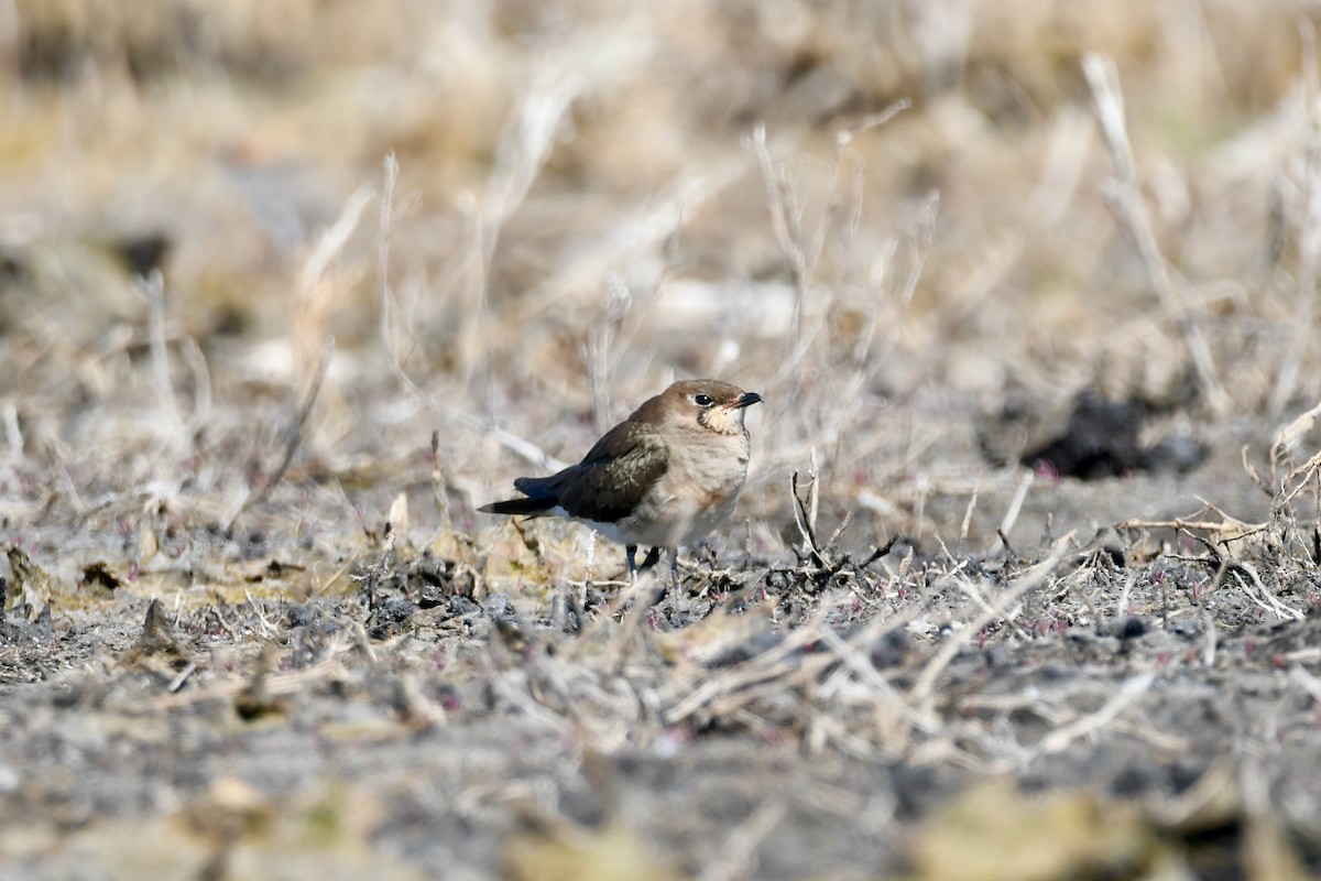 Oriental Pratincole - Alfred & Hidi Lau