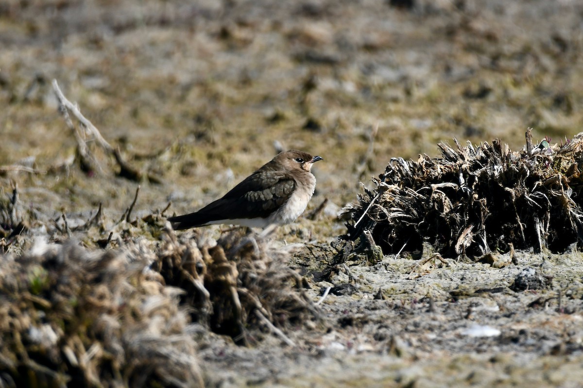 Oriental Pratincole - ML289466101