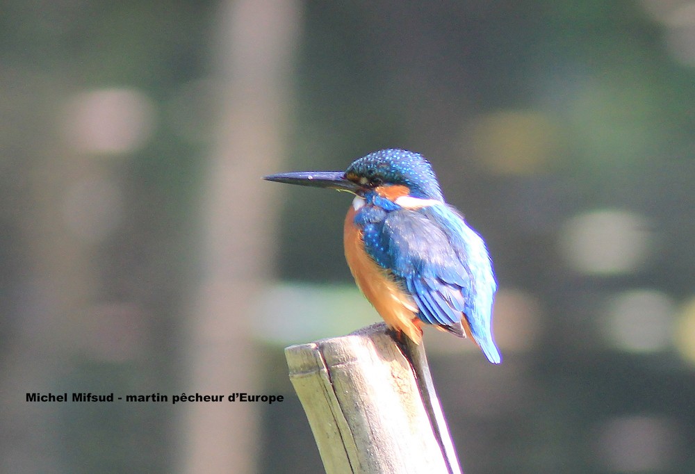 Common Kingfisher - ML289467581