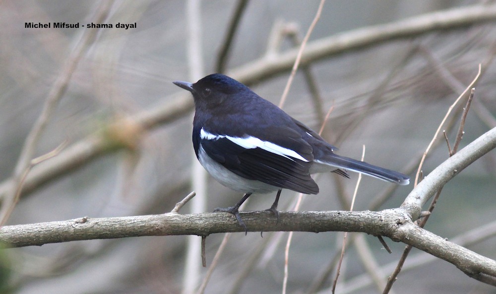 Oriental Magpie-Robin - ML289468711