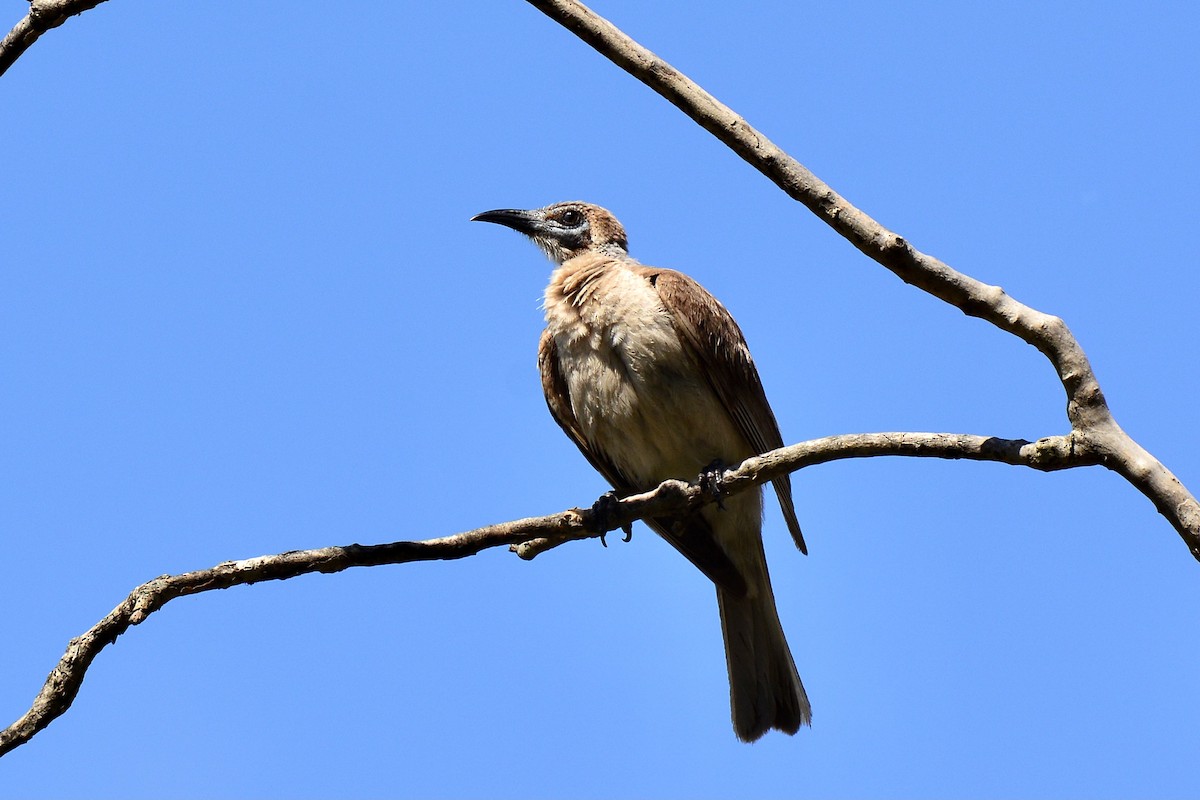 Little Friarbird - Adrian Brooks