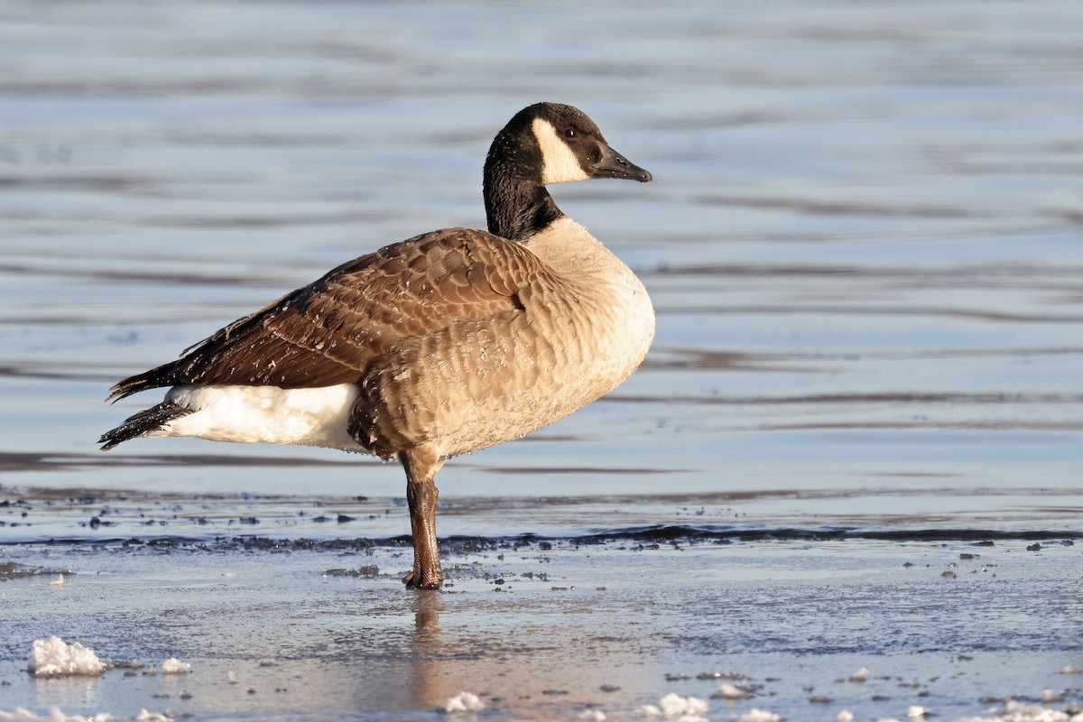 Canada Goose - Daniel Jauvin