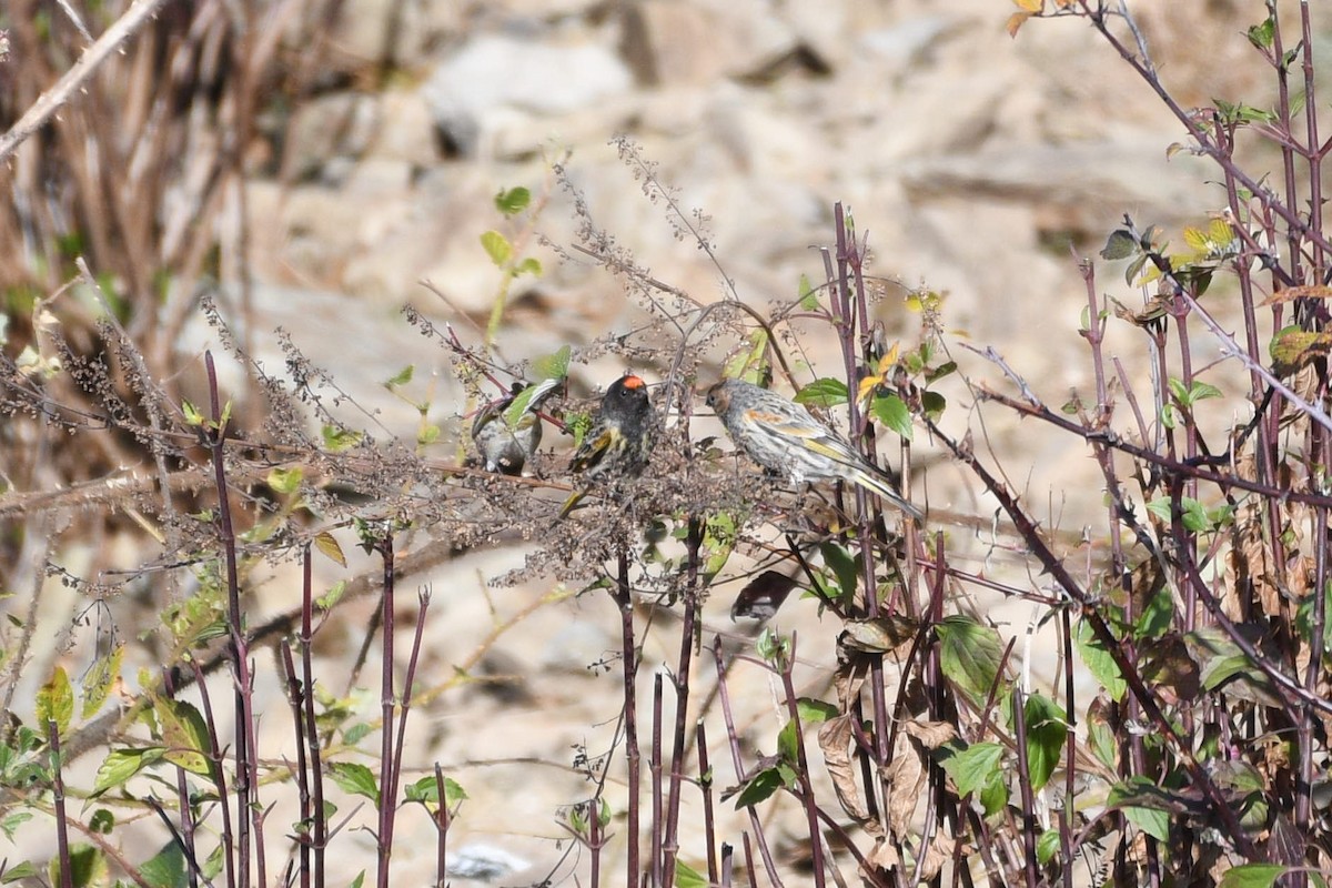 Fire-fronted Serin - ML289475981