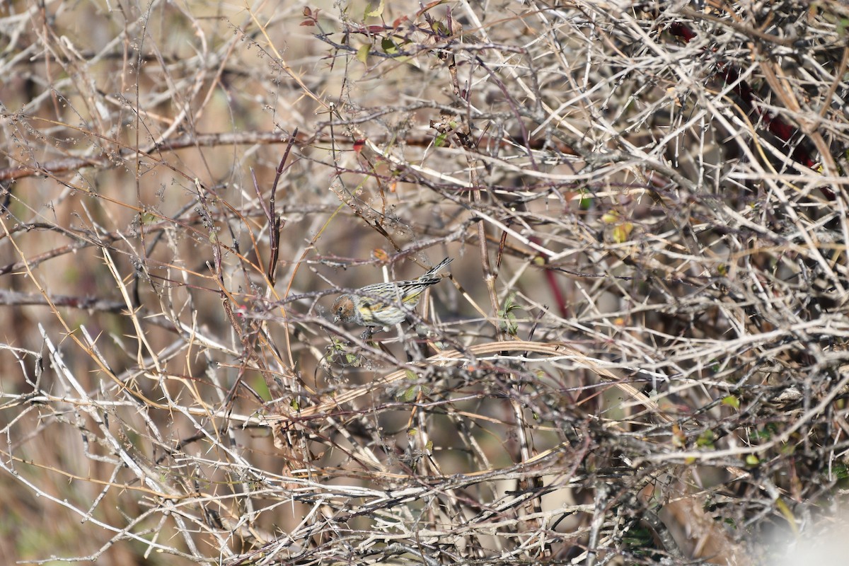 Fire-fronted Serin - Abhiram Sankar