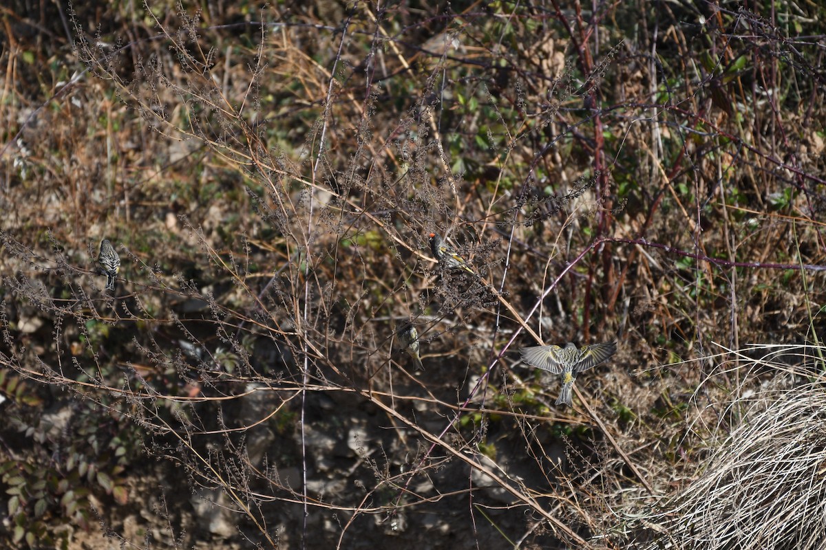 Fire-fronted Serin - Abhiram Sankar