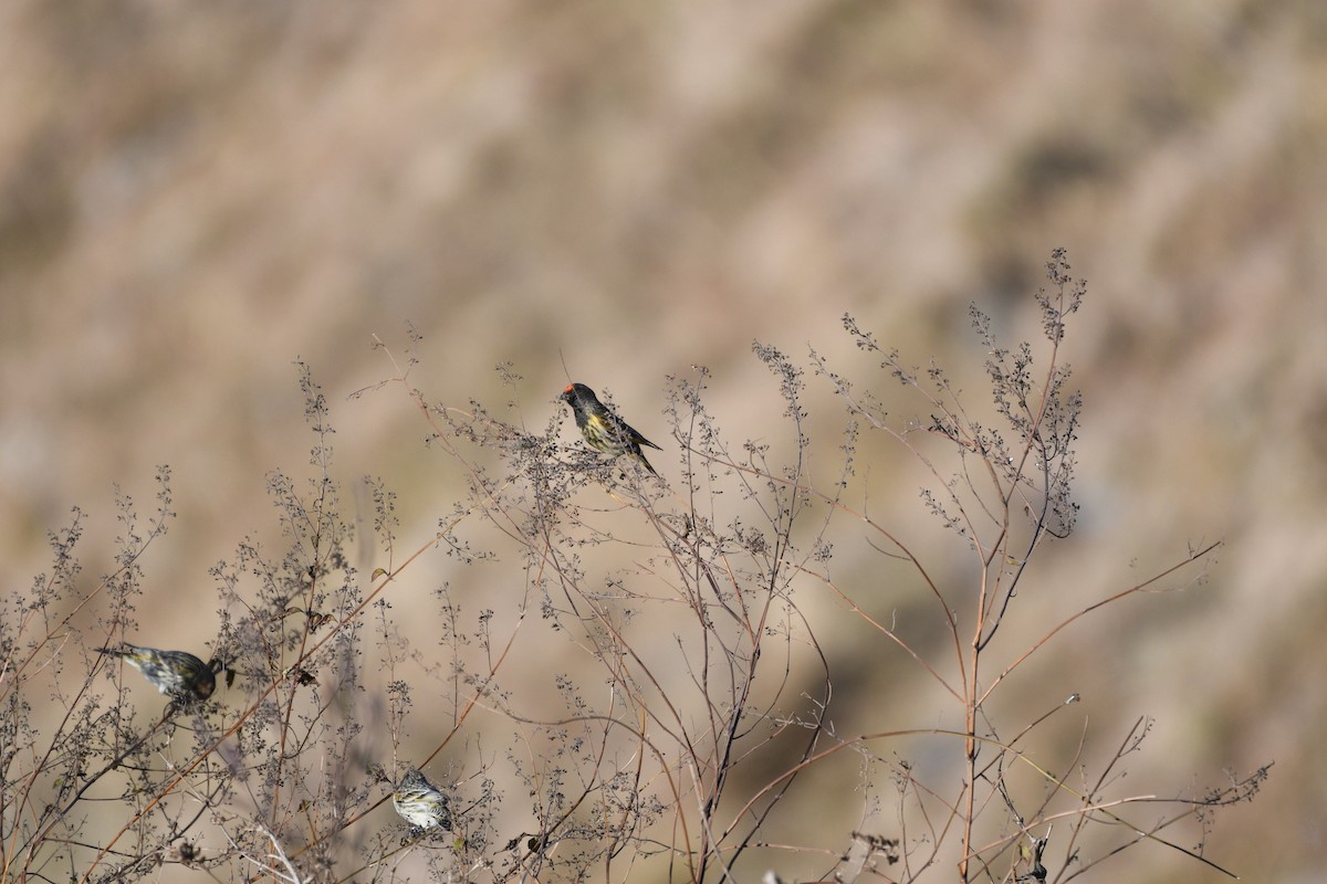 Fire-fronted Serin - ML289476031