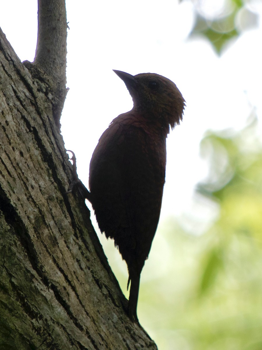 Rufous Woodpecker - ML289478641