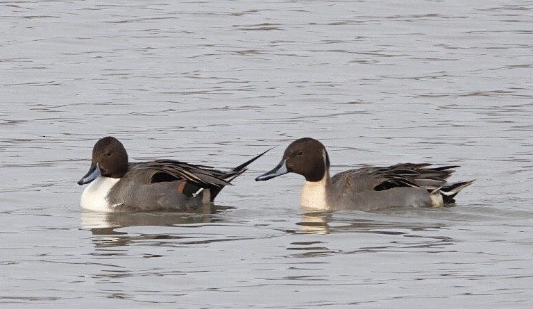 Northern Pintail - Jean Hampson