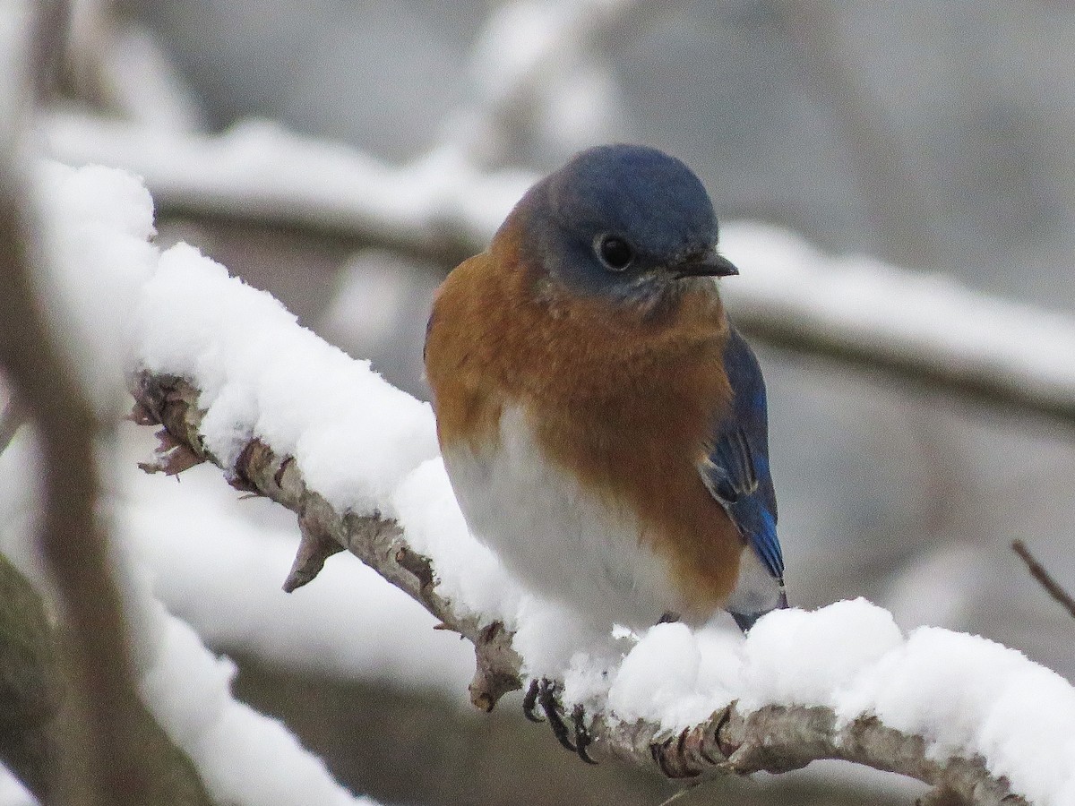 Eastern Bluebird - Anonymous