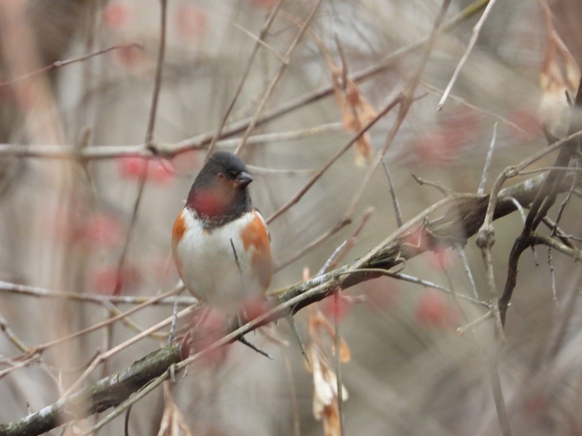 Spotted Towhee - ML289482451