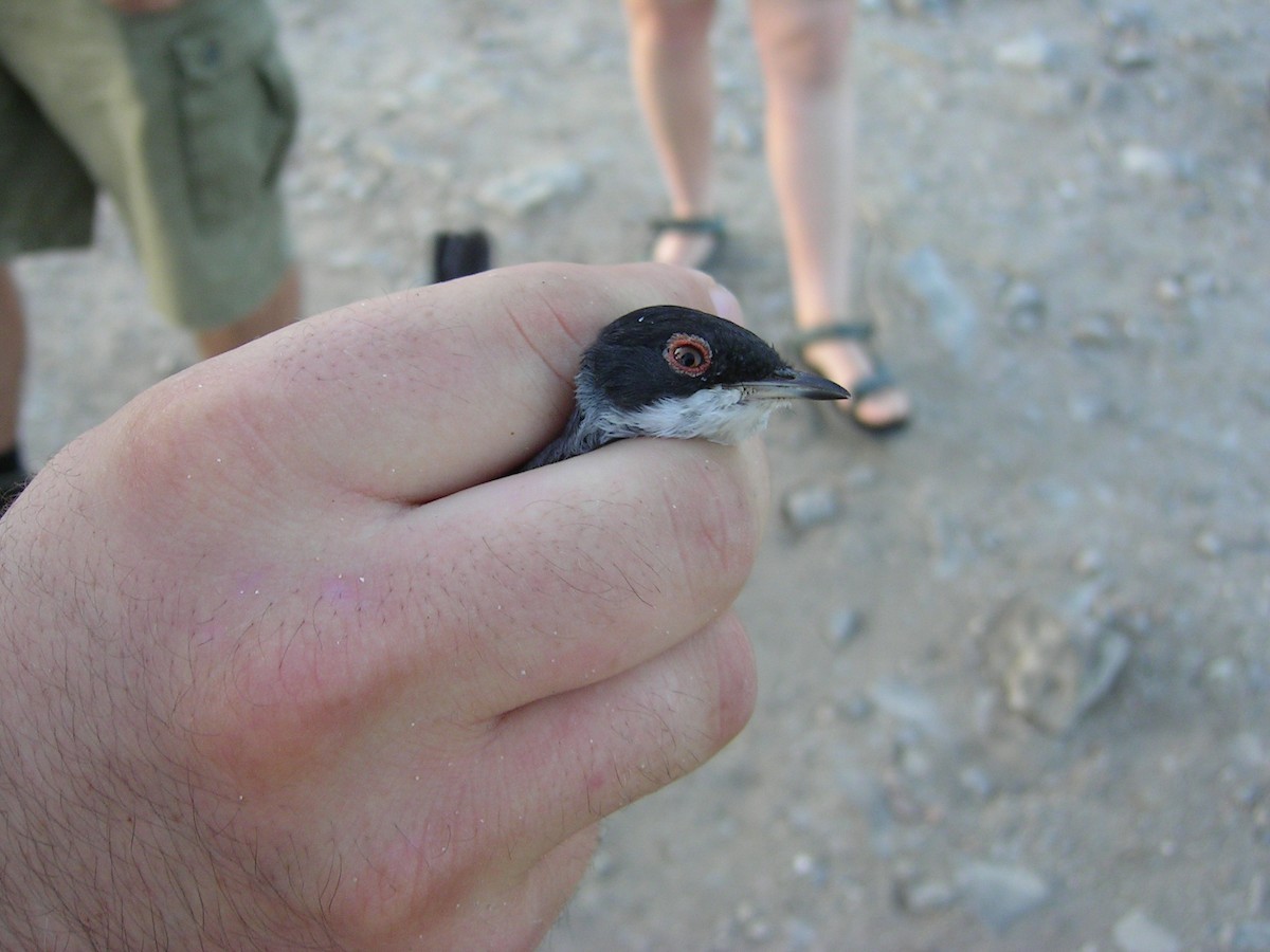 Sardinian Warbler - ML289485141