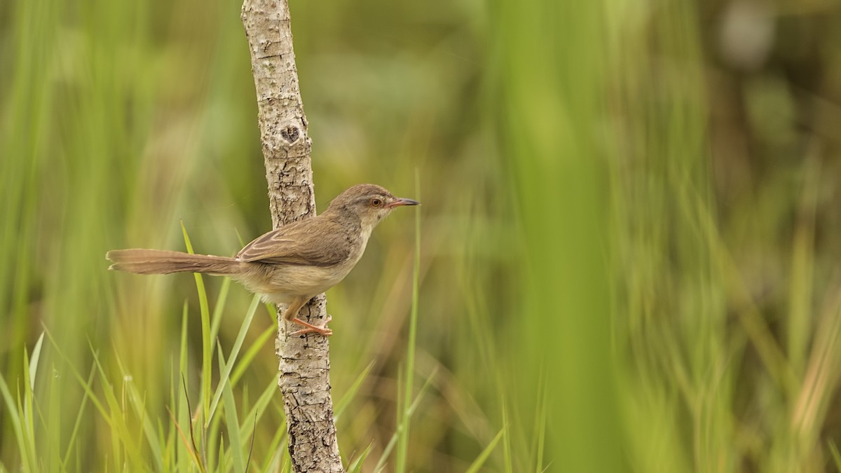 Plain Prinia - ML289485511