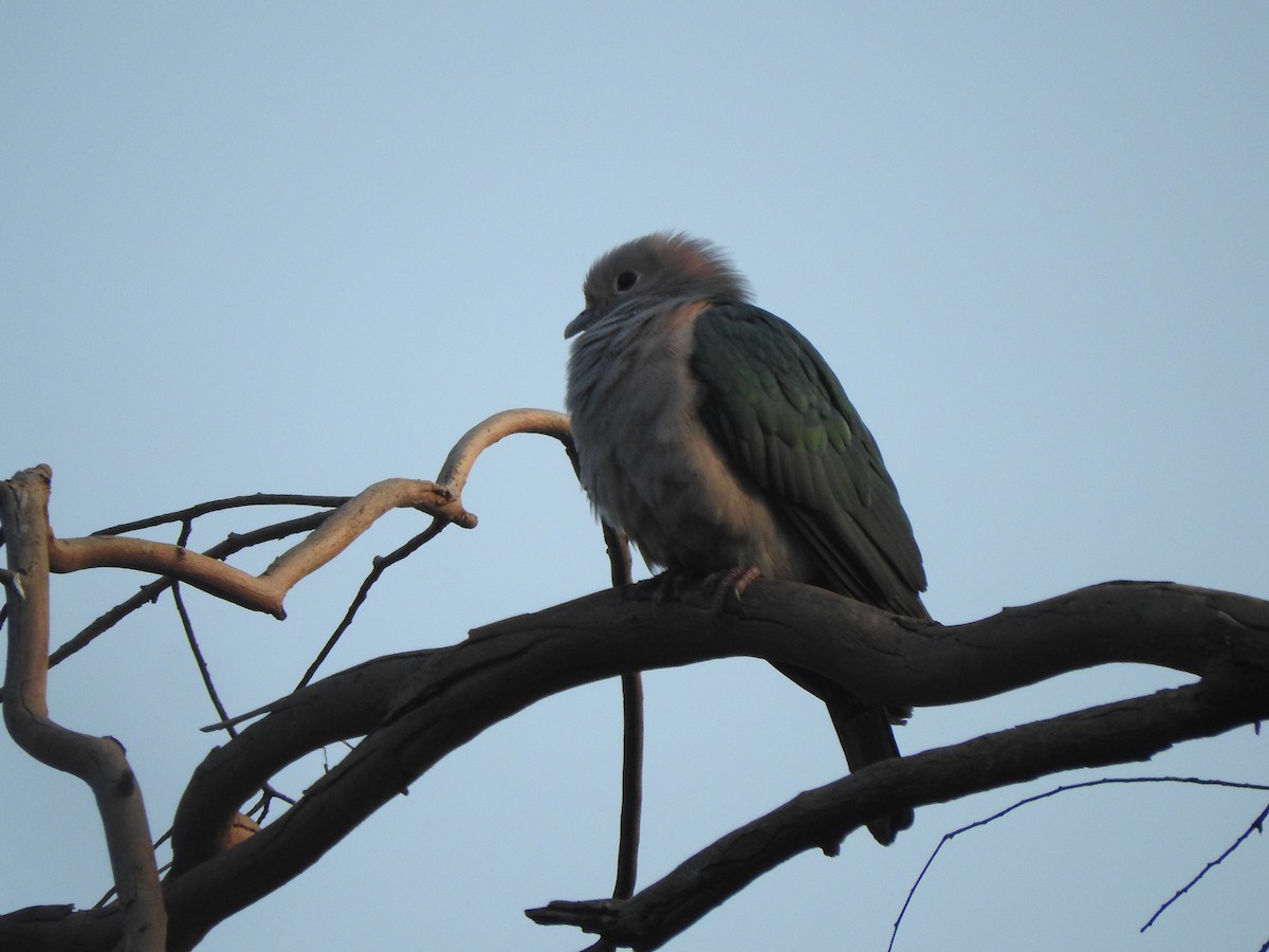 Green Imperial-Pigeon - Amara Bharathy