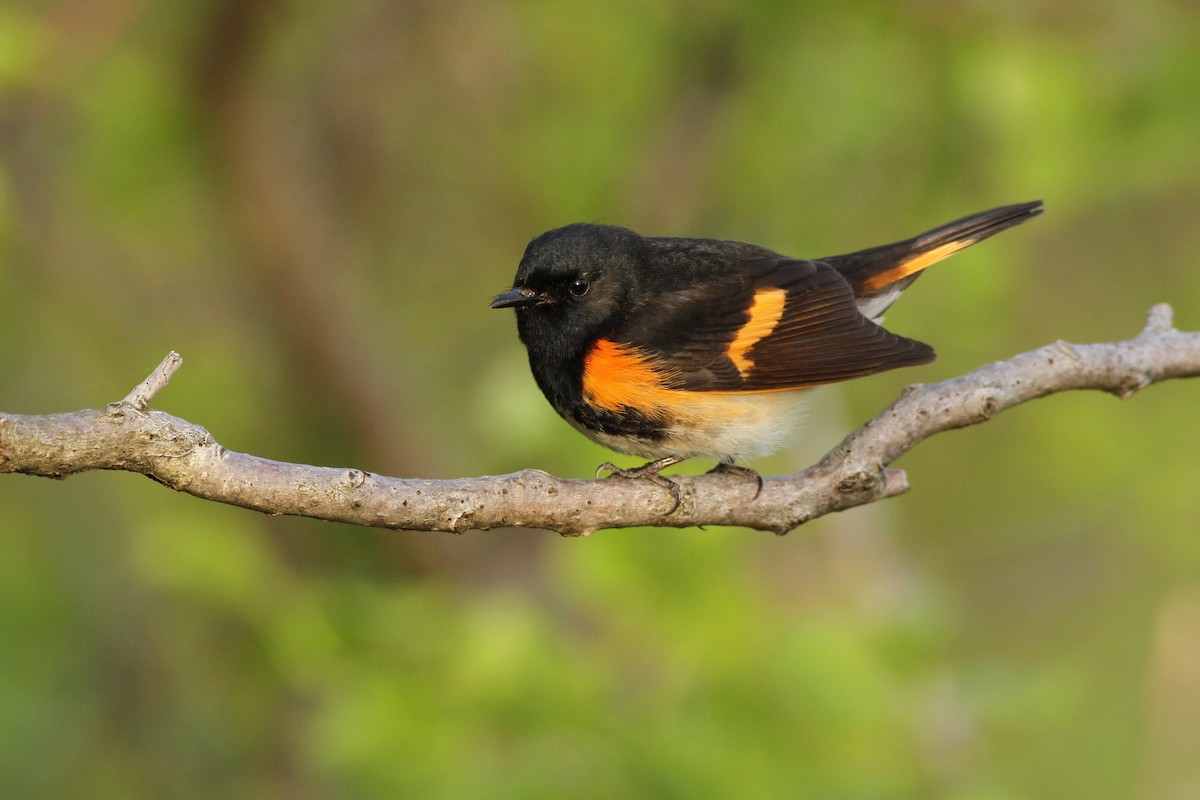 American Redstart - Evan Lipton