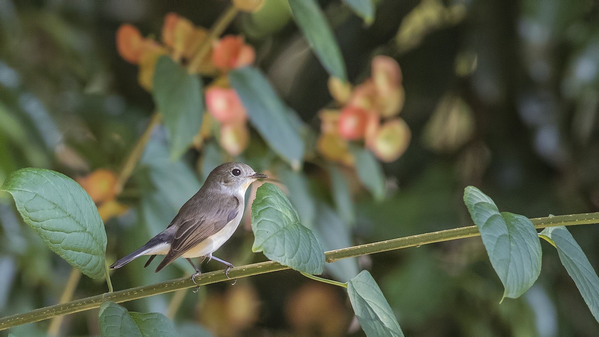 Taiga Flycatcher - ML289486541