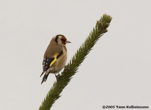 European Goldfinch - ML28948761