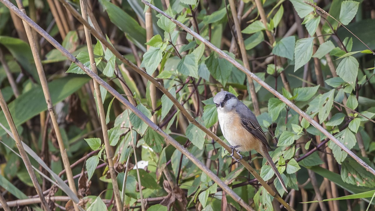 Gray-backed Shrike - ML289487961