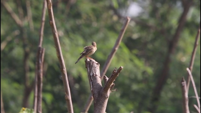 Blyth's Pipit - ML289489221