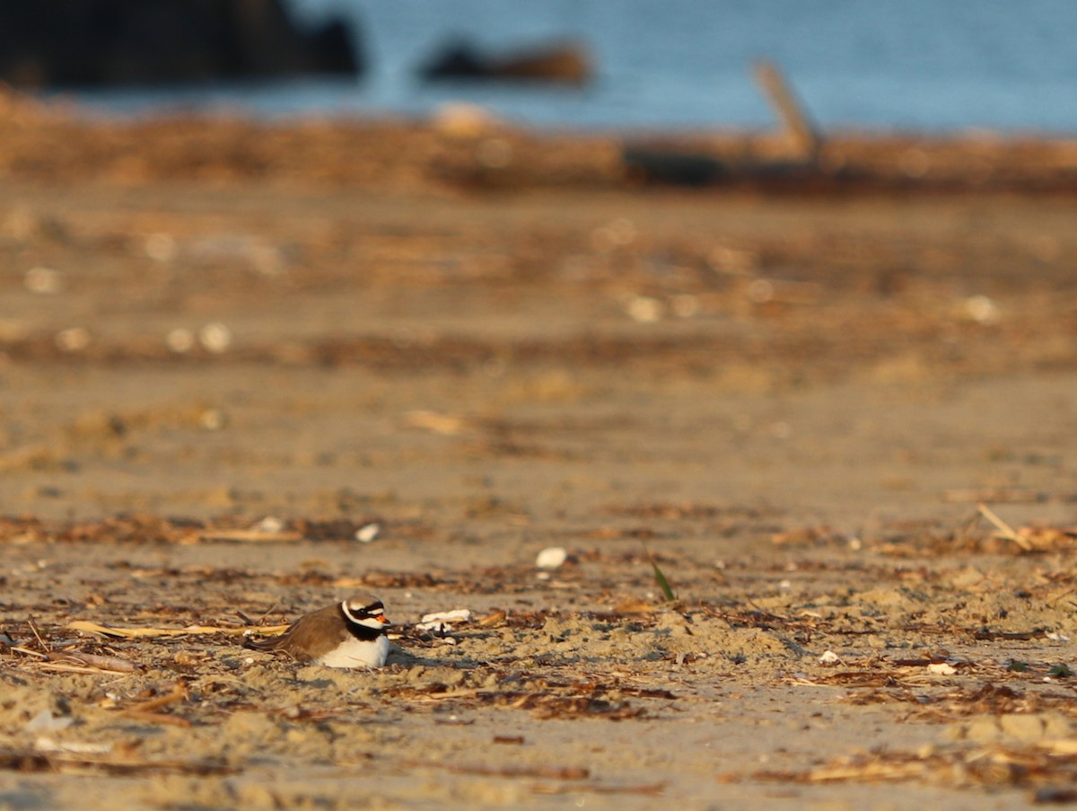 Common Ringed Plover - ML289489761